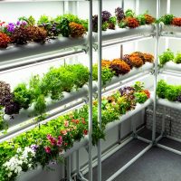 Vertikalių daržovių auginimo sistemų projektavimas įrengimas