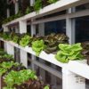 Vertikalių daržovių auginimo sistemų projektavimas įrengimas salotos
