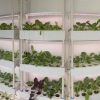 Vertikalių daržovių auginimo sistemų projektavimas įrengimas ofise