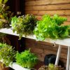Vertikalių daržovių auginimo sistemų projektavimas įrengimas namuose
