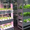 Vertikalių daržovių auginimo sistemų projektavimas įrengimas biure